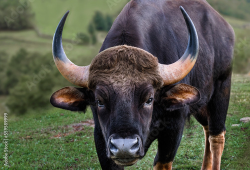portrait of a gaur in the wild