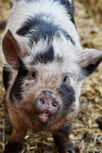 Close-up of a spotted mini pig (teacup) in pigsty showing teeth.