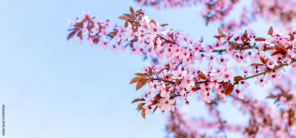 Sakura blossoms. Branch of sakura with pink flowers against the background of blue sky and sunny weather