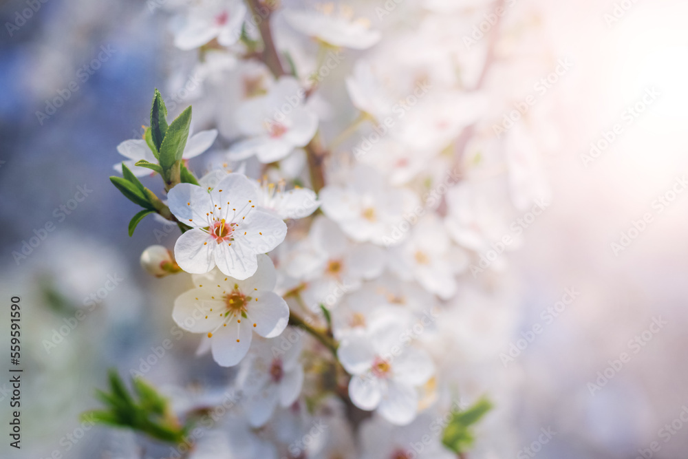 Cherry plum blossoms. A cherry plum branch with white flowers on a sunny day Cherry plum blossoms. A cherry plum branch with white flowers on a sunny day