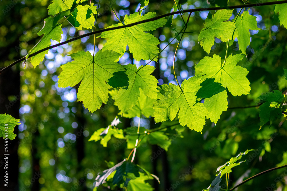 Maple branch with green leaves in the forest in sunny weather Maple branch with green leaves in the forest in sunny weather