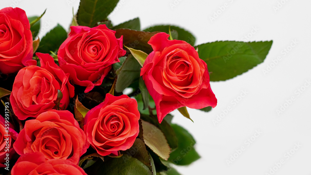 Red roses. A bouquet of red roses for congratulating on the holiday Red roses. A bouquet of red roses for congratulating on the holiday