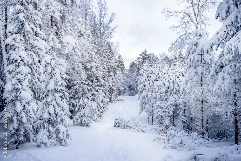Forest road through snow covered trees. View from over height. Landscape, nature of Latvia. Ogre national park Zalie kalni - Green mountains Forest road through snow covered trees. View from over height. Landscape, nature of Latvia. Ogre national park Zalie kalni - Green mountains