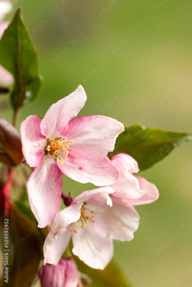 Malus prunifolia. Close-up of pink apple blossoms. An image for creating a calendar, book, or postcard. Selective focus. Macro Malus prunifolia. Close-up of pink apple blossoms. An image for creating a calendar, book, or postcard. Selective focus. Macro