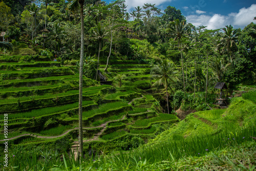The Tegallalang Rice Terraces in Bali