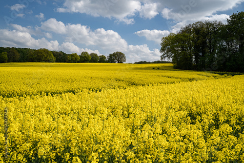 Gelb leuchtendes Rapsfeld, eingerahmt in einer wunderschönen Landschaft.