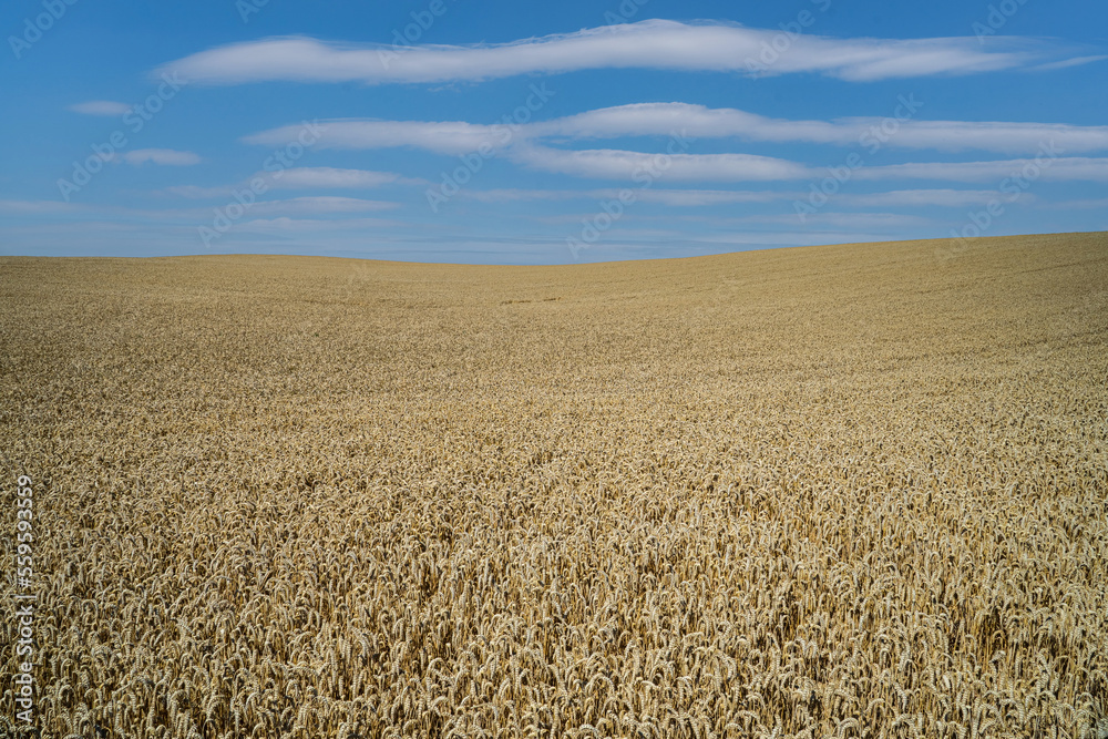 Endloses reifes Weizenfeld, der blaue Himmel bildet den Abschluß.