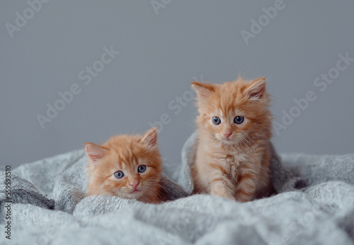 two kittens on a gray background