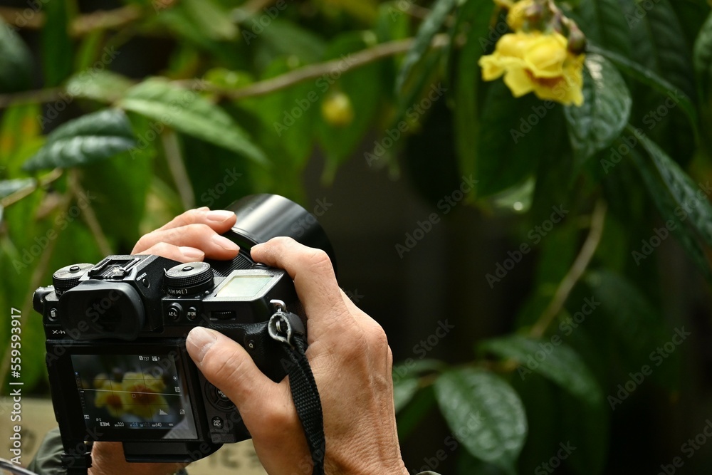 Fototapeta premium Yellow camellia ( Camellia chrysantha ) flowers. Theaceae evergreen shrub native to China and Vietnam.