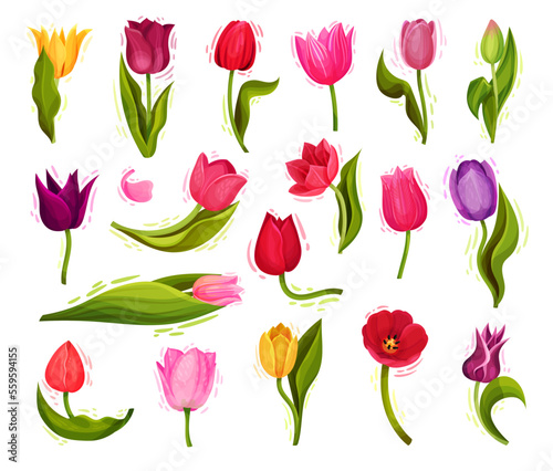 Colorful Tulip Flowers on Green Stalk with Leaf Big Vector Set