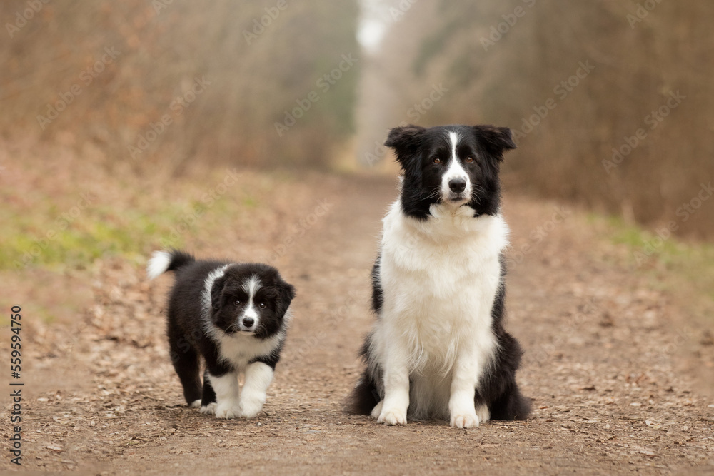 border collie puppy and dog