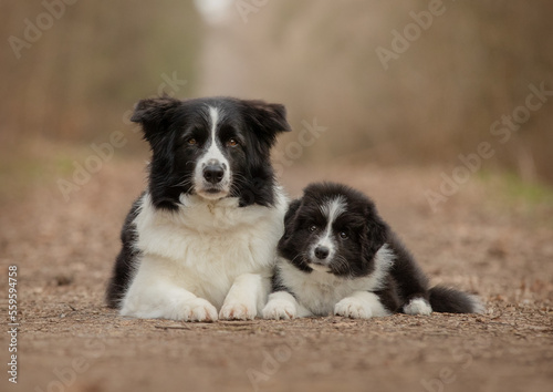 border collie and border collie puppy