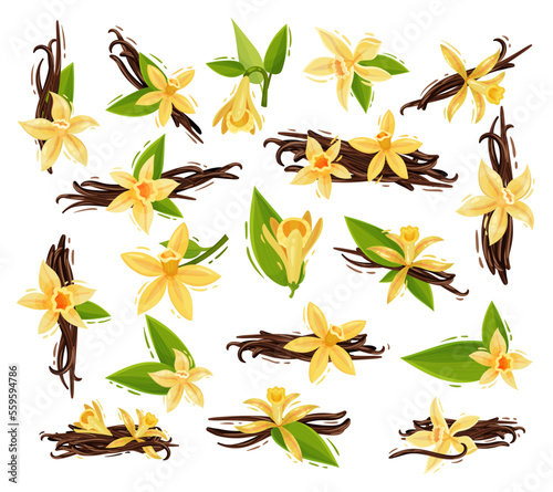 Beautiful Yellow Vanilla Blossom with Dry Stick Big Vector Set