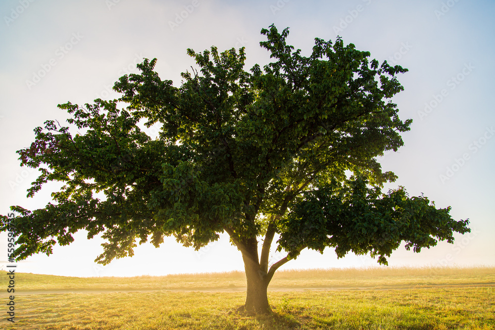 Obraz premium Tree at sunrise