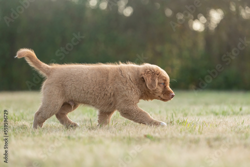 toller puppy walking in grass