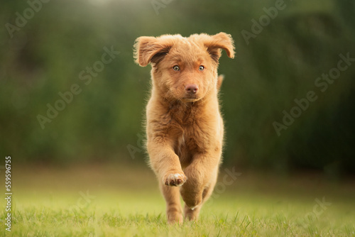 toller puppy jumping in grass