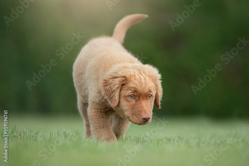 toller puppy on the grass