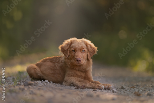 toller puppy laying