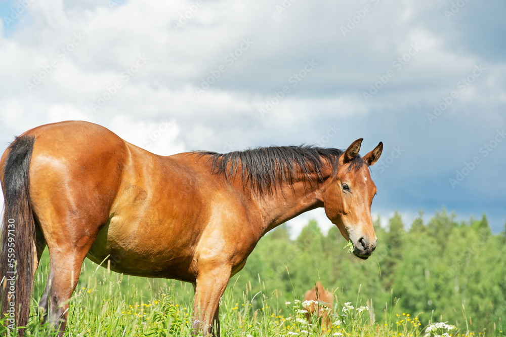 sportive young mare grazing at freedom in pasture with herd. summer sunny-cloudy day sportive young mare grazing at freedom in pasture with herd. summer sunny-cloudy day