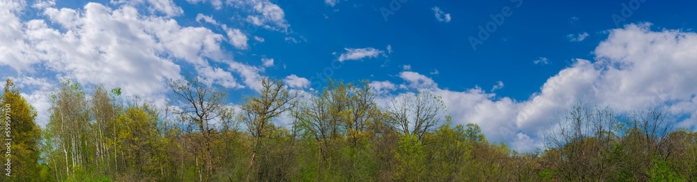 Spring season Minnesota  Green trees Blue Sky white clouds panorama background 