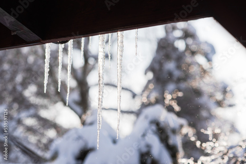 Icicles hanging from roof in sunny morning, snowy trees and falling snow in the background, banner background with copyspace © Studio Afterglow