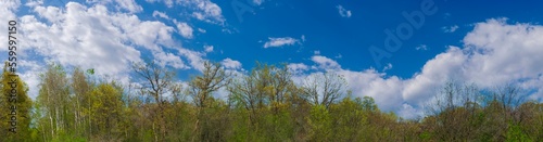 Spring season Minnesota Green trees Blue Sky white clouds panorama background 