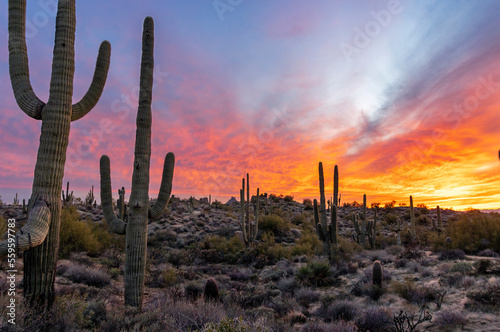 Close Up View Of Saguaro Cactus On Hill At Sunset Time