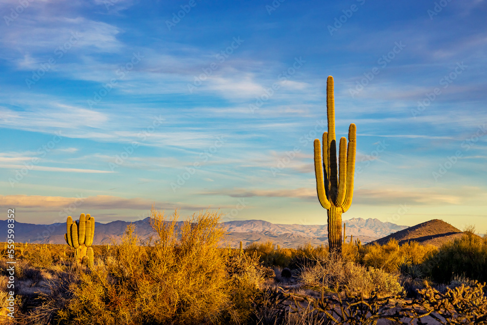 Ταπετσαρία Lone Saguaro Cactus With Desert Mountains In Background Near Phoenix AZ