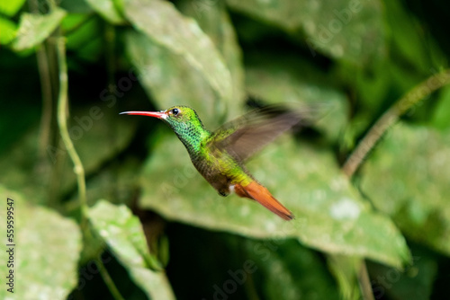 Amazilia hummingbird (Amazilis amazilia) flying in Mindo cloud forest, Quito region, Ecuador.