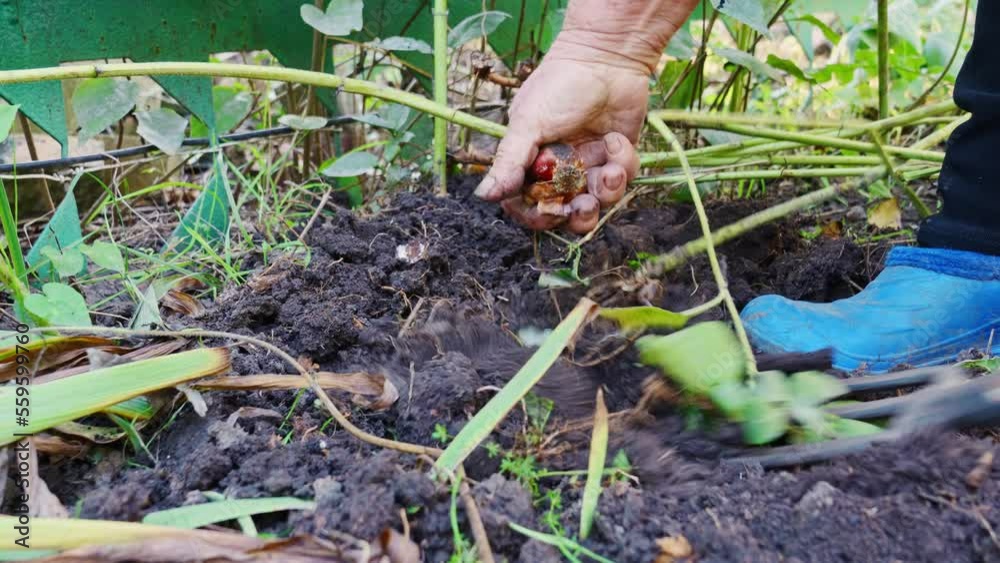 the farmer digs flower bulbs out of the ground with a pitchfork. the farmer digs flower bulbs out of the ground with a pitchfork.