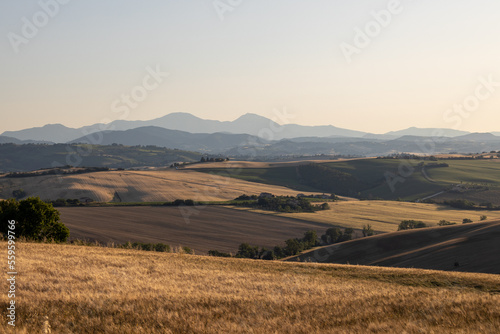 Scorcio tra le colline della campagna marchigiana vicino ad Ostra (Marche).