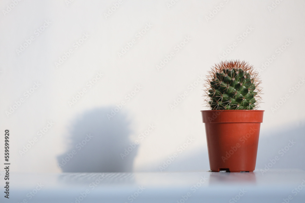 Cactus succulent plant in a pot on shelf. Light and shadows minimalism still life. Empty copy space wall background. Cactus succulent plant in a pot on shelf. Light and shadows minimalism still life. Empty copy space wall background.