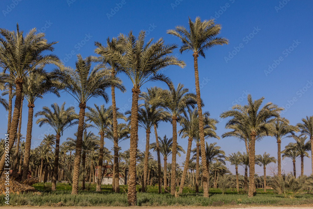Palm grove in Dahshur, Egypt