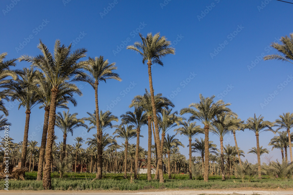 Palm grove in Dahshur, Egypt Palm grove in Dahshur, Egypt