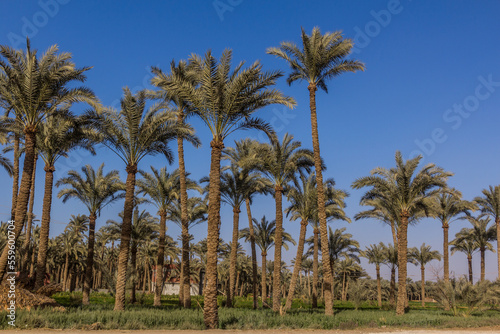 Palm grove in Dahshur, Egypt