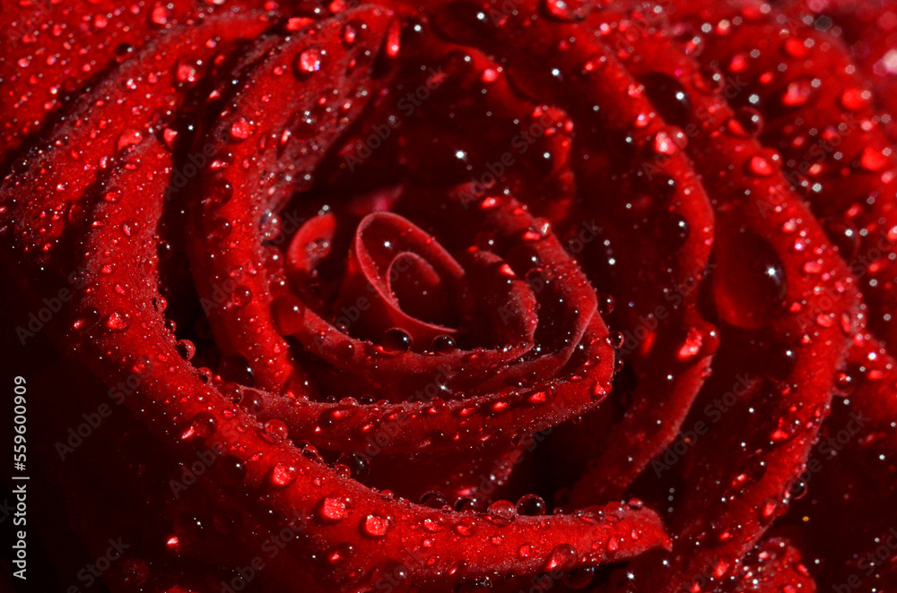 Naklejka premium Red rose flower with water drops macro