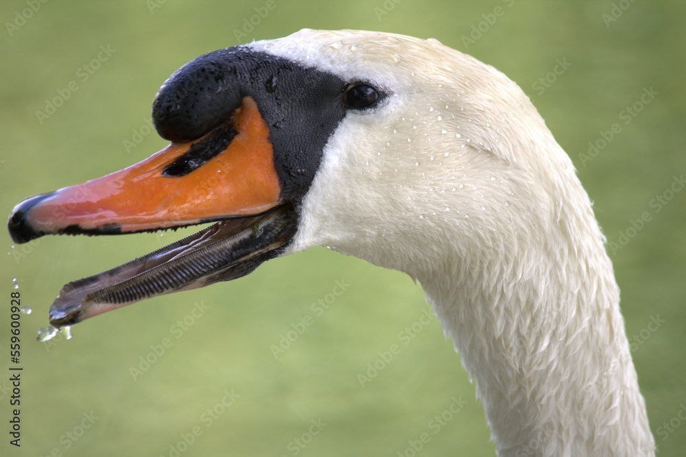 Fototapeta premium mute swan portrait