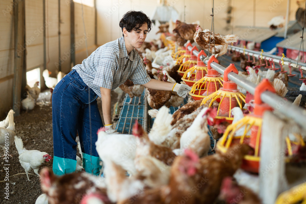 Portrait of focused latin adult woman filling chicken feeder in chicken farm