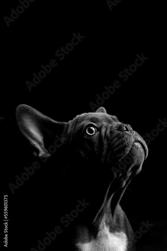 Eine Welpe der französischen Bulldogge. © Sliver