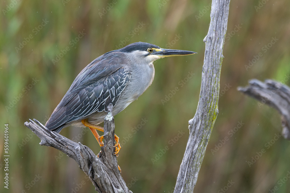 Fototapeta premium Butorides striata - Striated Heron - Héron strié