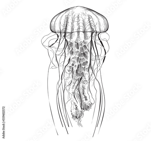 Beautiful jellyfish hand drawn sketch Underwater world Vector illustration