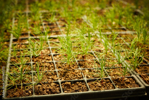 Pine seedlings, ecological renovation