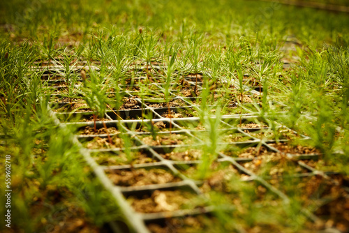 Pine seedlings, ecological renovation