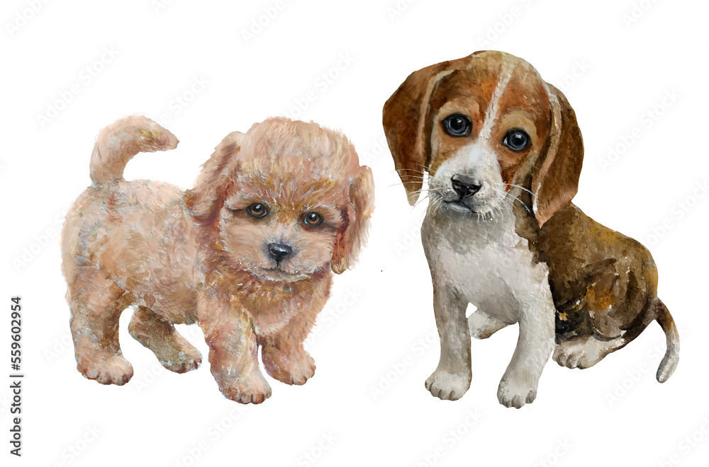 beagle puppy And a poodle puppy sitting on a white background