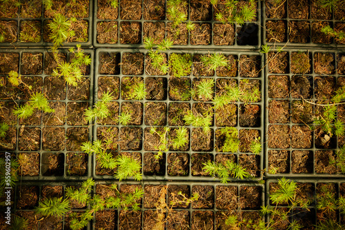 Christmas tree seedlings, Pine