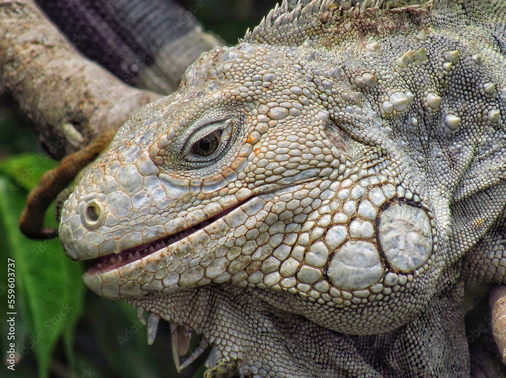 Obraz premium Iguana Verde 