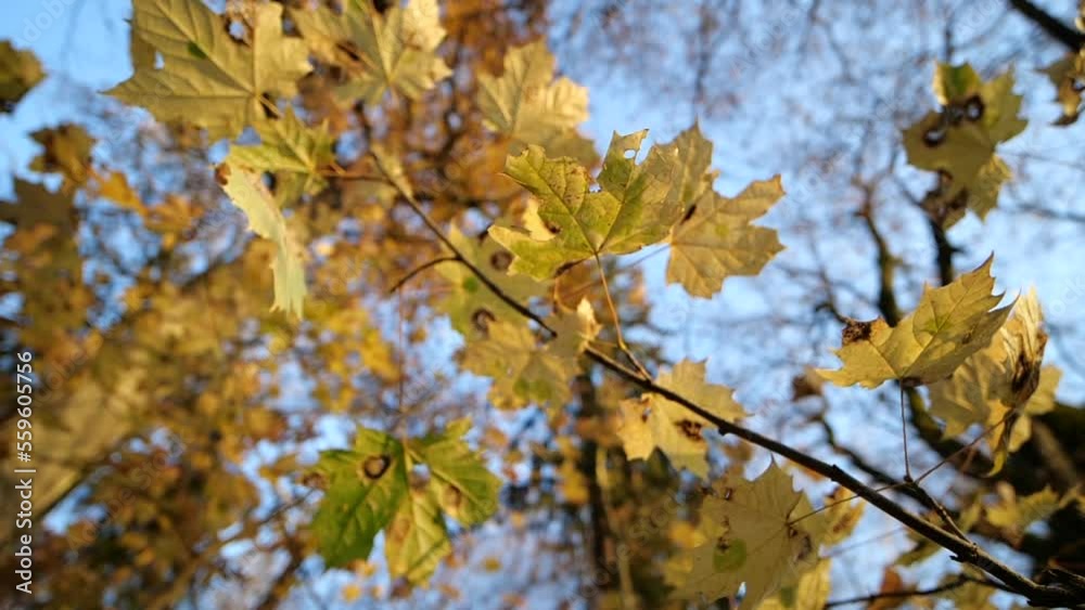 Autumn sunny wild forest in slow motion Autumn sunny wild forest in slow motion