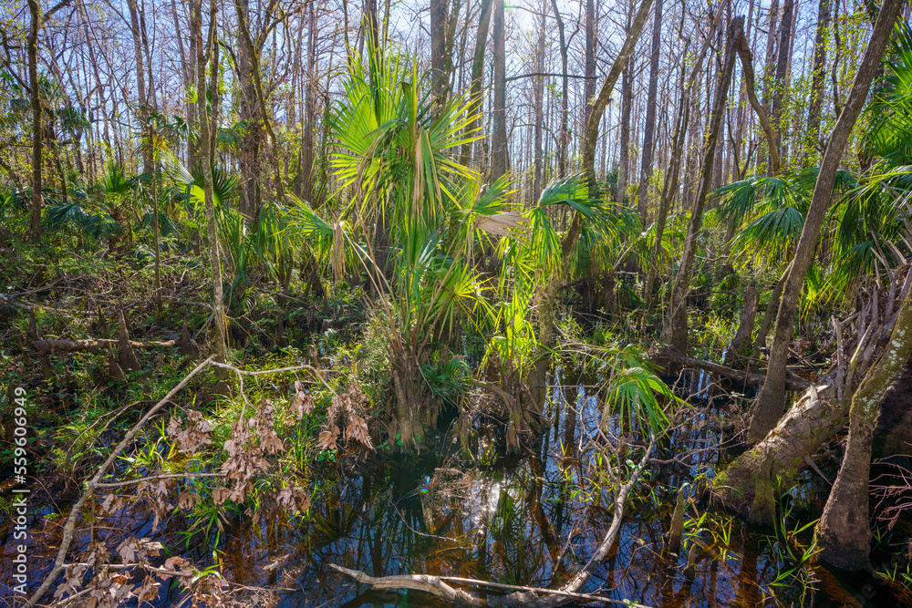 Nature scene at Highlands Hammock State Park Sebring Florida USA Nature scene at Highlands Hammock State Park Sebring Florida USA