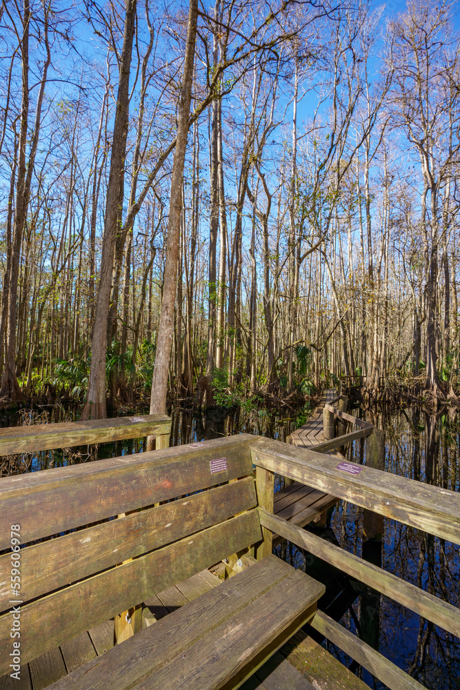 Nature scene at Highlands Hammock State Park Sebring Florida USA Nature scene at Highlands Hammock State Park Sebring Florida USA