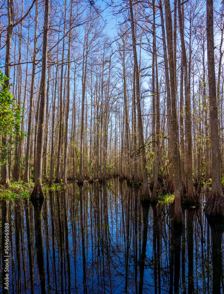 Nature scene at Highlands Hammock State Park Sebring Florida USA Nature scene at Highlands Hammock State Park Sebring Florida USA